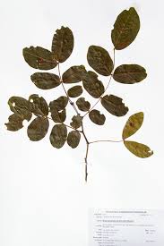 Image result for Brachystegia spiciformis