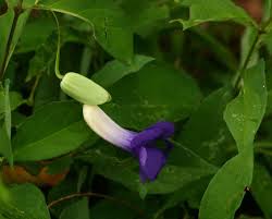 Image result for Thunbergia crispa