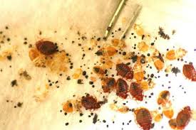We as the best pest control services dubai make sure that we offer the best pest control service at the right price. Dubai Pest Control Pest Control Services Supremepcs Dubai
