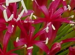 Image result for Boophone disticha