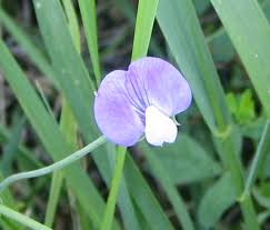 Image result for Lathyrus