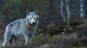 Последние твиты от wolves (@wolves). Wolves Back From The Brink Of Extinction In Germany After 100 Years Living