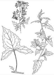 Image result for Solanecio