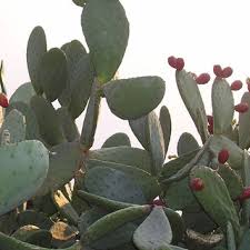 After the spines have been removed, this tasty ripe fruit has a unique sweet flavour that continues to be a staple in the mexican diet. Pdf Nutritional Composition Of The Prickly Pear Opuntia Ficus Indica Fruit