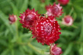 Image result for Helichrysum globosum