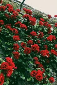 Maybe you would like to learn more about one of these? Dark Red Aesthetic Flowers Largest Wallpaper Portal