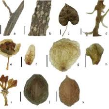 Image result for Tiliacora funifera