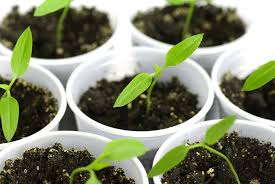 The best time to fertilize pepper plants (according to the university of michigan) is that the application of potassium and phosphorus for pepper plants can be applied before planting and bed formation. Fertilizing Pepper Plants To Grow Lots Of Chillies Grow Hot Peppers
