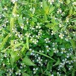 Image result for Lythrum rotundifolium