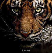 Amazing Wildlife Photography By Marina Cano Wild Animals Photos Wild Animals Photography Animals Wild