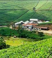 Perjalanan ke kebun teh sukawana lembang ini kebun teh ieu terletak di cipasung lemahsugih lur. Kebun Teh Cipasung Majalengka Indonesia Review Tripadvisor