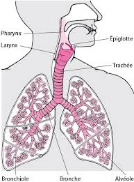 Organes internes du corps humain du médecin. Presentation Du Systeme Respiratoire Troubles Pulmonaires Et Des Voies Aeriennes Manuels Msd Pour Le Grand Public