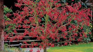 Another popular berry tree is dogwood, which has pink or white flowers in the spring and bright red berries in the fall. Plants With Ornamental Fall Berries For Tons Of Cool Season Color Sunset Sunset Magazine