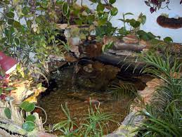 Indoor Turtle Pond Indoor Koi And Turtle Pond Garden Pond Design Fish Ponds Ponds Backyard