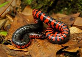 Perhaps the easiest snake in kentucky to identify, it is a slender, unmarked green snake with a white belly. Kentucky Snakes They Re Not So Scary Fox Run Environmental Education Center