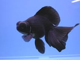 Pin On Aquarium
