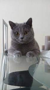 katze bkh british kurzhaar cat bsh british shorthair short hair cats kitten cats
