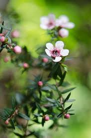 Manuka Bloom Australian Native Flowers Flowers Bloom