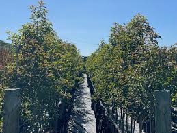 Image result for Heteropyxis natalensis