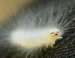 Black And White Spotted Caterpillar Uk The Oko Box Ice Yellow White Fuzzy Hairy Caterpillar Weird Insects Flannel Moth Flannel Moth Caterpillar