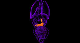 We did not find results for: Gallbladder Disease Overview Types And Diagnosis