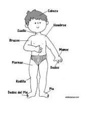 Imagenes del cuerpo humano animado. Cuerpo Humano Animado Docsity