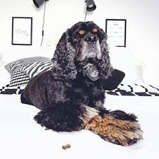 Doch wenn du mal länger weggehen und ihn zu hause allein. Hilfe Mein Hund Bleibt Nicht Allein Tierisch Wohnen