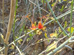 Image result for Cadaba aphylla