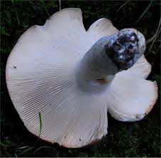 Image result for Russula variata