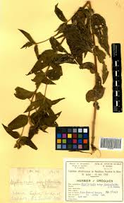 Image result for Aspilia rudis