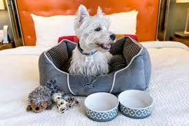 Save homewood suites by hilton moab to your lists. Top Pet Friendly Hotels Around The World