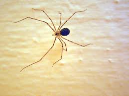 La araña violinista es una arácnido que puede llegar a medir hasta 20 milímetros, a diferencia de otros tipos de arañas, está solo posee 6 ojos, dos menos que el resto. Vivencias Arana Patona