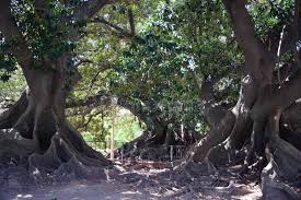 Rubber plant (ficus elastica) occupies a prominent place in world agricultural history, while at the same time it is an important economic cultivation. 202 Rubber Tree Roots Photos Free Royalty Free Stock Photos From Dreamstime