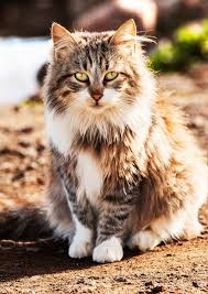 Some cats have fur that is more prone to matting. How To Get Mats Out Of Cat Hair Our Favorite Products And Tutorials Male Cat Spraying Cat Pee Smell Cat Hair Removal