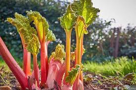 How To Grow And Care For Rhubarb Plants Gardener S Path Rhubarb Plants Rhubarb Plants