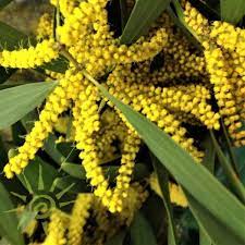 Acacfi Acacia Finger Yellow Wholesale Fresh Flowers Wholesale Flowers Diy Wedding Flowers