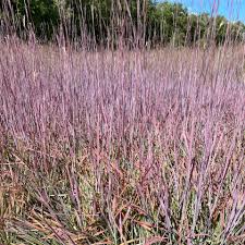 Image result for Schizachyrium claudopus