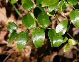 Image result for Asparagus asparagoides