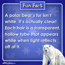 Fun Fact A Polar Bear S Fur Isn T White It S Actually Clear Funfact Polarbears Fun Facts For Kids Fun Facts About Animals Facts For Kids