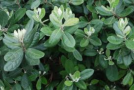 Image result for Feijoa sellowiana