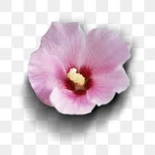 Korean Traditional Flower Hibiscus Chrysanthemum Flower Hibiscus Png Transparent Clipart Image And Psd File For Free Download Hibiscus Flower Backgrounds Flowers