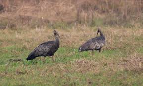 Happy Khmer New Year From Cbga Team To Everyone In The World Bird Guides Khmer New Year Southeast Asia