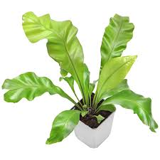 Image result for Asplenium