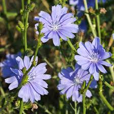 Image result for Cichorium