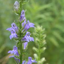 Image result for Lobelia minutula
