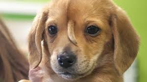 Find a pet to adopt. Narwhal Puppy Doesn T Have An Extra Tail University Of Idaho Professor Says The Spokesman Review