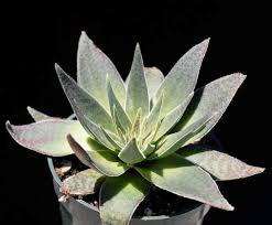 Image result for Crassula alba