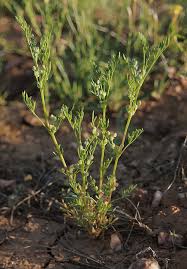 Image result for Agrocharis pedunculata