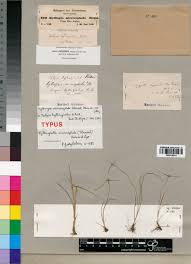 Image result for Kyllingiella microcephala