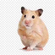 Png transparency creator examples click to use. Hamster Background